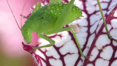 Katydid bug drinking dew and nectar from White-topped Pitcher Plant leaf, SE USA Video stock 76169282