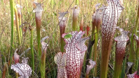 Katydid bug eating White-topped Pitcher Plant leaf, SE USA Stock Footage 76169291
