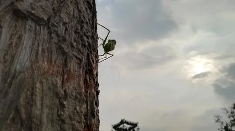 Katydid Bug Stock Photos