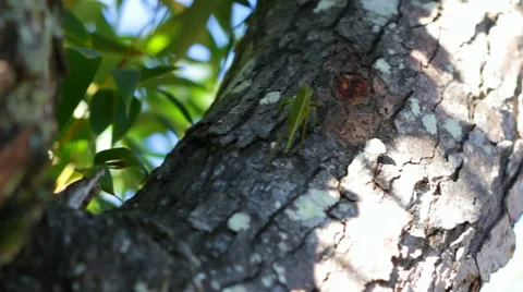 Katydid climbing a tree Video stock 40774264