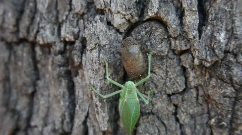 Katydid climbing a tree. Vidéo 64281976
