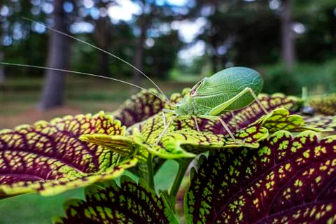 Katydid on coleus leaf Stock Photos