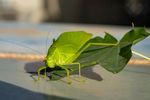 Katydid crawling off a fallen leaf from a tree Stock Photos