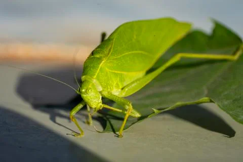Katydid crawling off a leaf in the garden Stock Photos