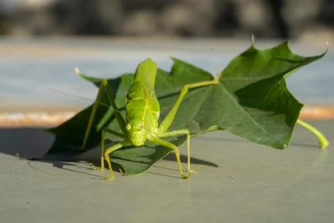 Katydid crawling off a leaf Stock Photos