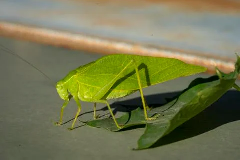Katydid crawling off a leaf Stock Photos