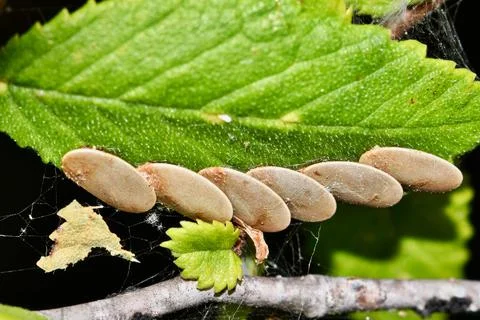 Katydid Eggs attached to a leaf. Stock Photos