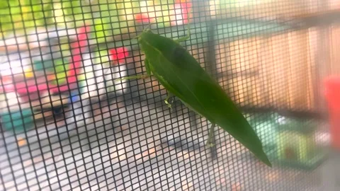 Katydid Entangled In Window Screen Stock Footage 138714422