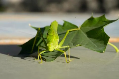 Katydid fallen from a tree in a garden Stock Photos