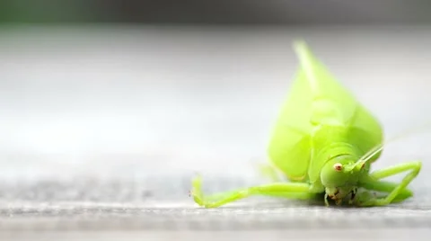 Katydid on the floor Stock Footage 50156840