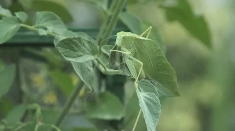 Katydid Stock Footage 12033776