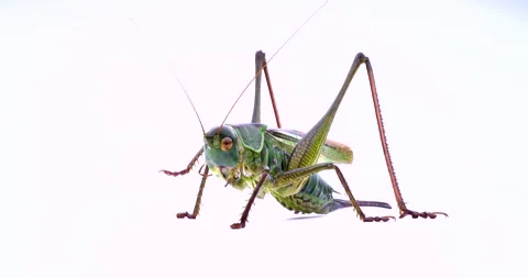 Katydid Stock Footage 133393233