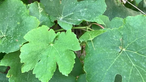 Katydid on grape leaves. 1 of 2. 4K 60fps Stock Footage 282741706