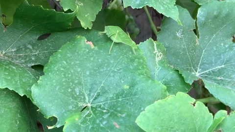 Katydid on grape leaves. 2 of 2. 4K 60fps Stock Footage 282741727