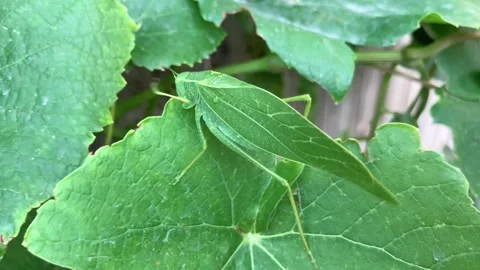 Katydid on grape leaves close up. 1 of 2. 4K 60fps Stock Footage 282741669