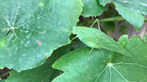Katydid on grape leaves close up. 2 of 2. 4K 60fps Stock Footage 282741688