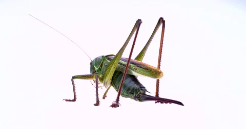 Katydid. Grasshopper. Stock Footage 133393256
