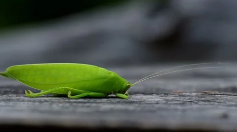 Katydid on the ground Stock Footage 50156859