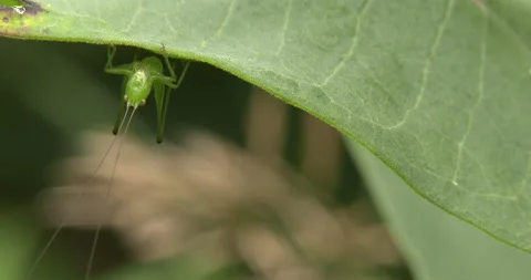 Katydid Hanging Beneath Leaf, Looking At Camera, Hops, Exits Stock Footage 234661257
