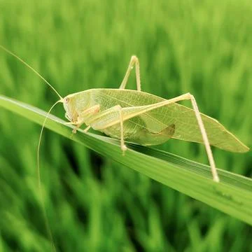 Katydid insect demonstrating natural leaf camouflage on plant stem macro photogr Stock Photos