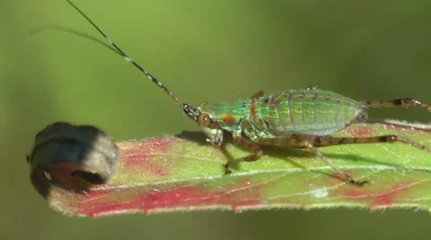 Katydid Macro Shot Video stock 45173095