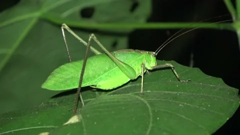 Katydid, Malaysia Видео 132540201