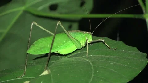 Katydid, Malaysia Stock Footage 132540222