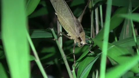 Katydid, Malaysia Stock Footage 206577992