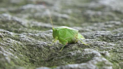 A katydid missing its lower body and two legs is crawling on a rock. Stock Footage 340468944
