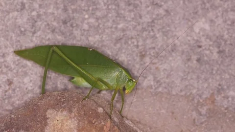 Katydid moving on the rock Stock Footage 82710160