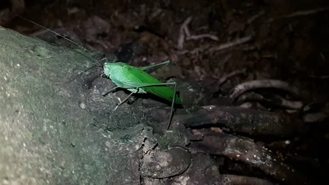Katydid at night time Stock Footage 232433603
