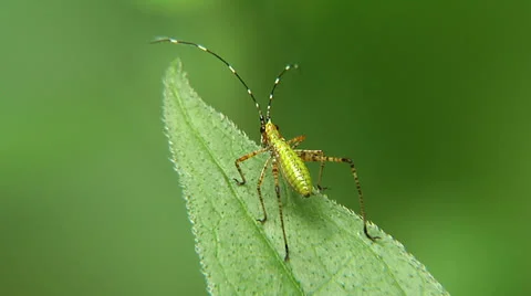 Katydid Nymph 動画素材 25602488