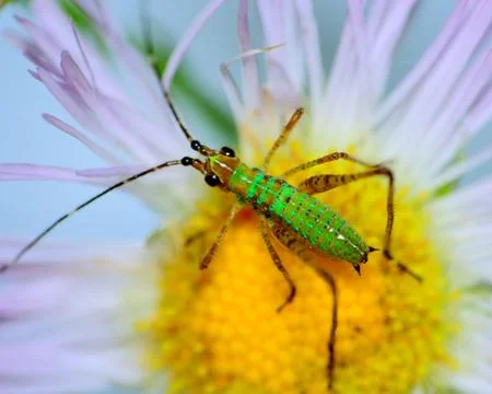 Katydid nymph Stock Photos