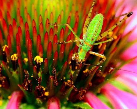 Katydid nymph Stock Photos