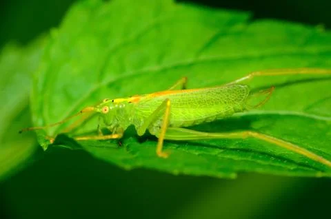 Katydid nymph Stock Photos