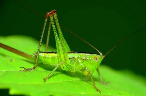 Katydid nymph Stock Photos