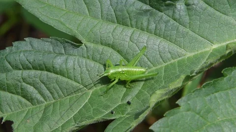 Katydid nymph sitting Stock Footage 82446839