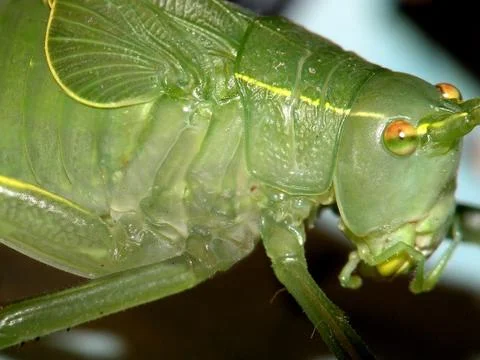 Katydid Stock Photos