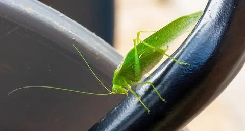 Katydid Stock Photos