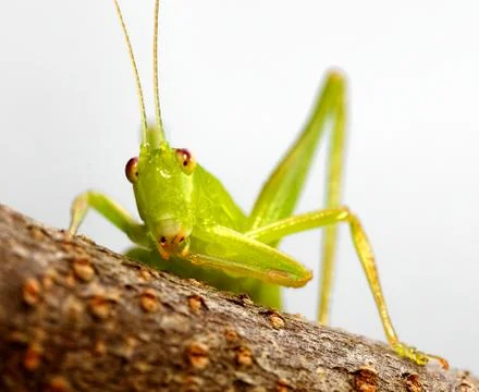 Katydid preening Stock Photos