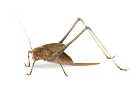Katydid on white background Stock Photos