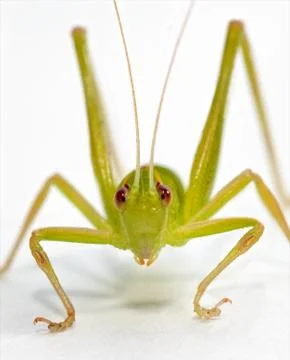 Katydid on white Stock Photos
