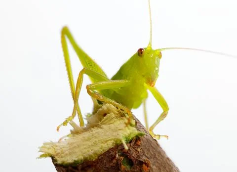 Katydid on white Stock Photos