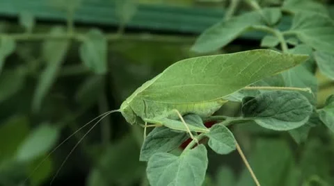 Katydids Stock Footage 12052112