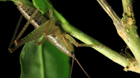Katydids or bush-crickets - Insect Macro Stock Footage 33059052
