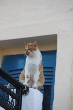 Katze auf Santorin Stock Photos