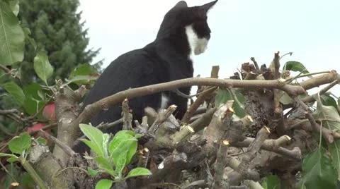 Katze Stock Footage 11914330