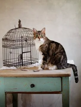  Katze und Vogel Stillleben mit unschuldig dreinblickender Katze und Vogel... Stock Photos