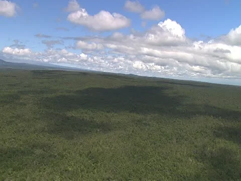Kau Forest Reserve Stock-Footage 22243970