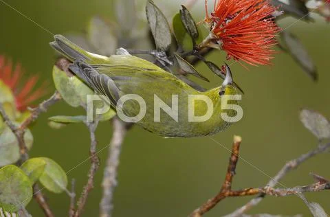 Kauai Amakihi (Chlorodrepanis stejnegeri) Stock Photos